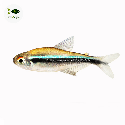 4. Cách cho cá ăn hiệu quả – lịch ăn gợi ý