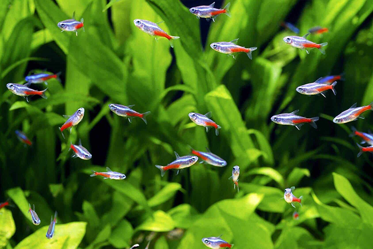 Hướng Dẫn Cách Chọn Mua Và Thả Cá Mới Cho Bể Thuỷ Sinh! – Vuaqua
